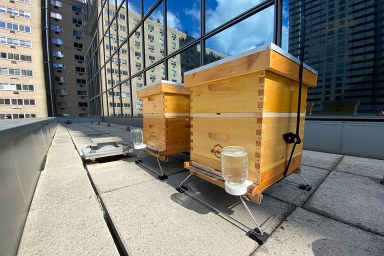 Urban Beekeeping Flourishes in Canadian Cities